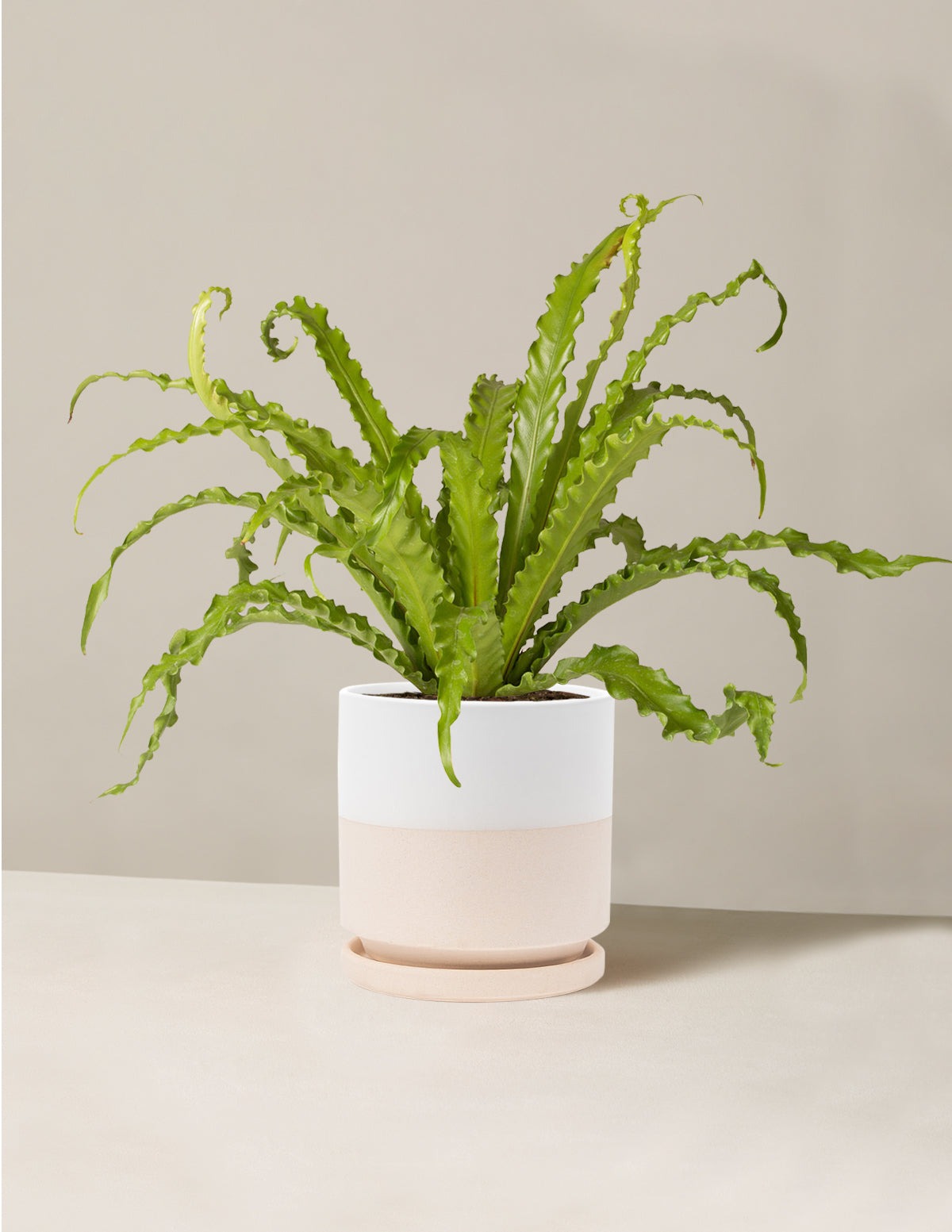 Bird's Nest Fern