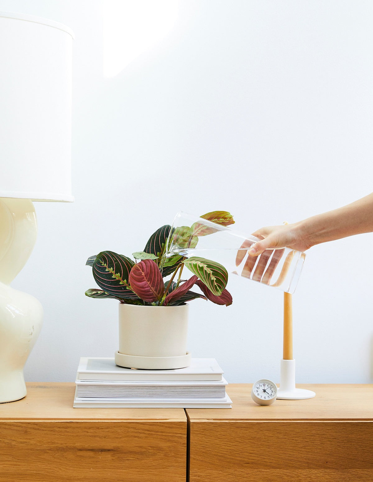 Red Prayer Plant