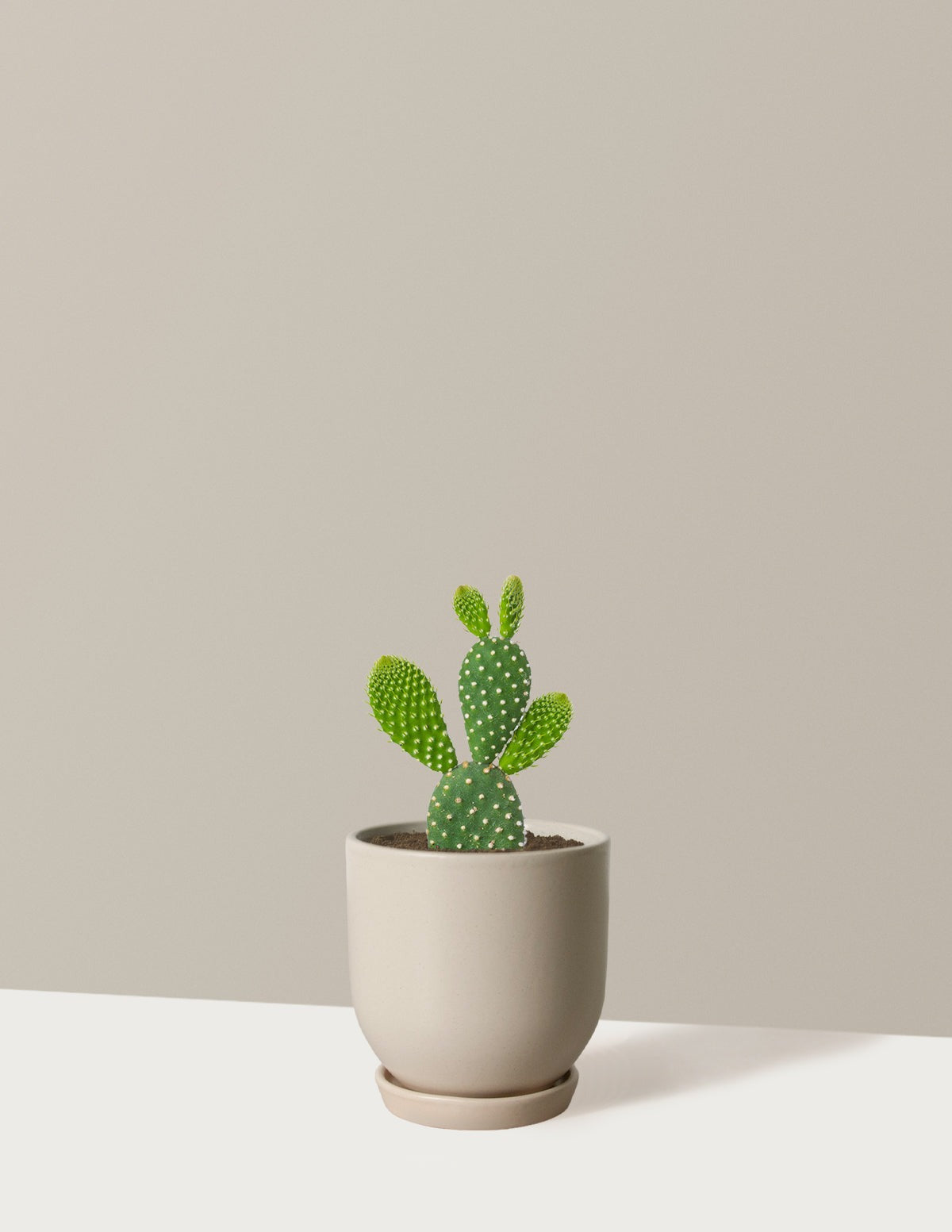 Bunny Cactus