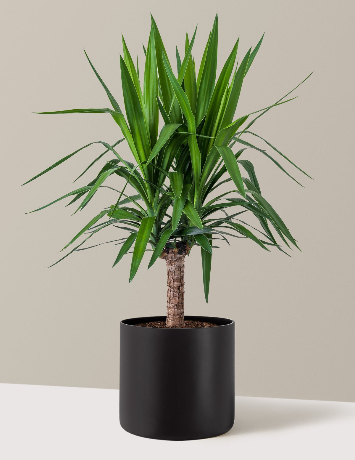 Yucca Plant Single Stem