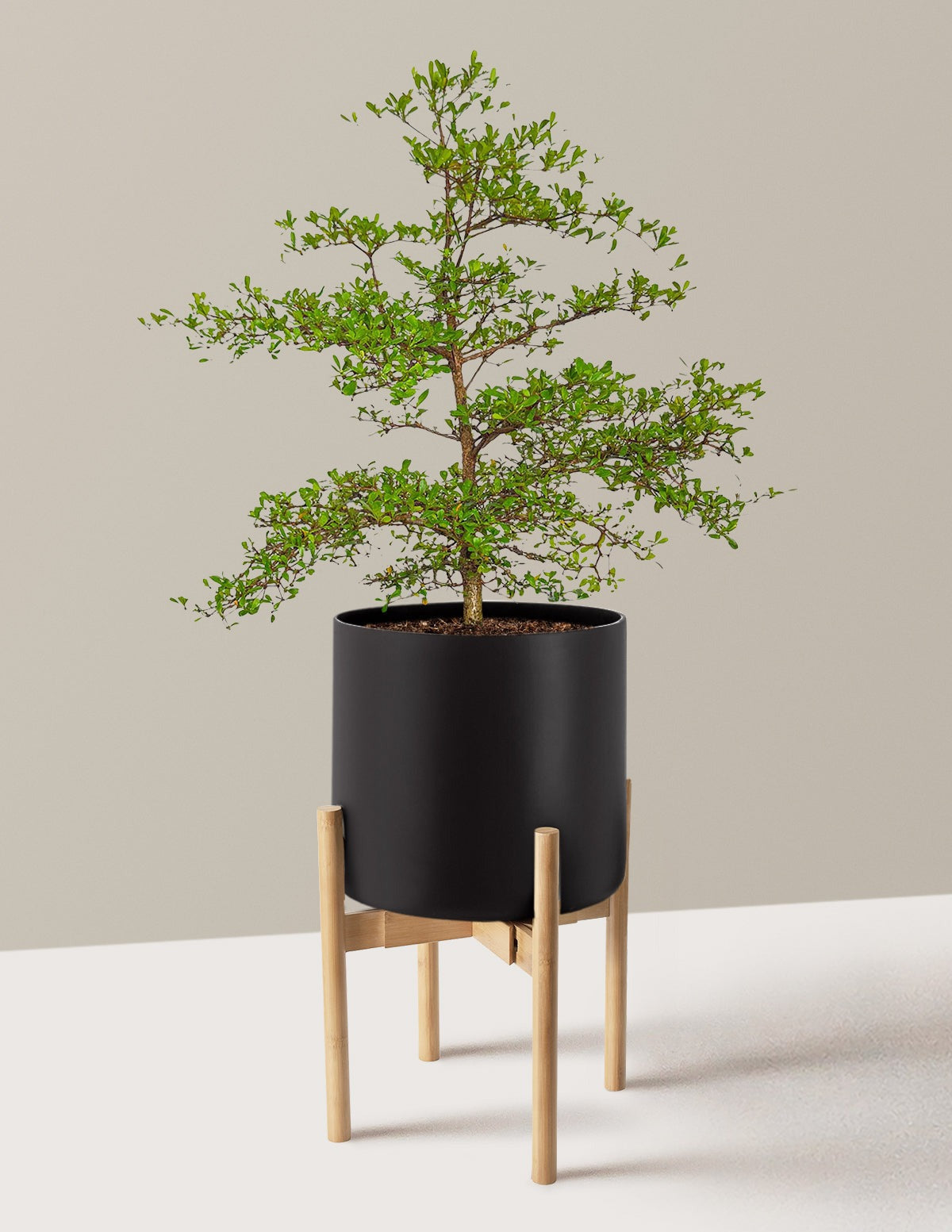 Black Olive Tree