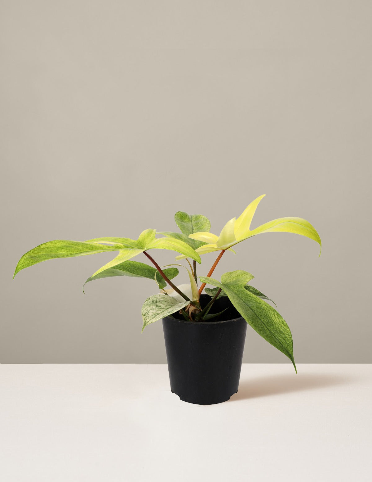 Philodendron Florida Ghost