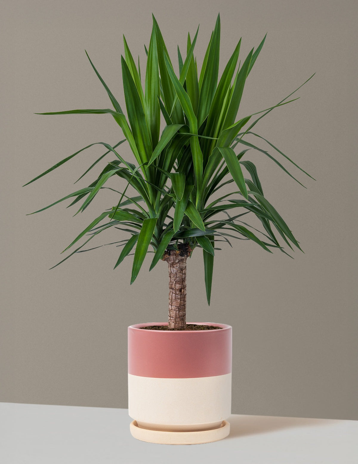 Yucca Plant Single Stem