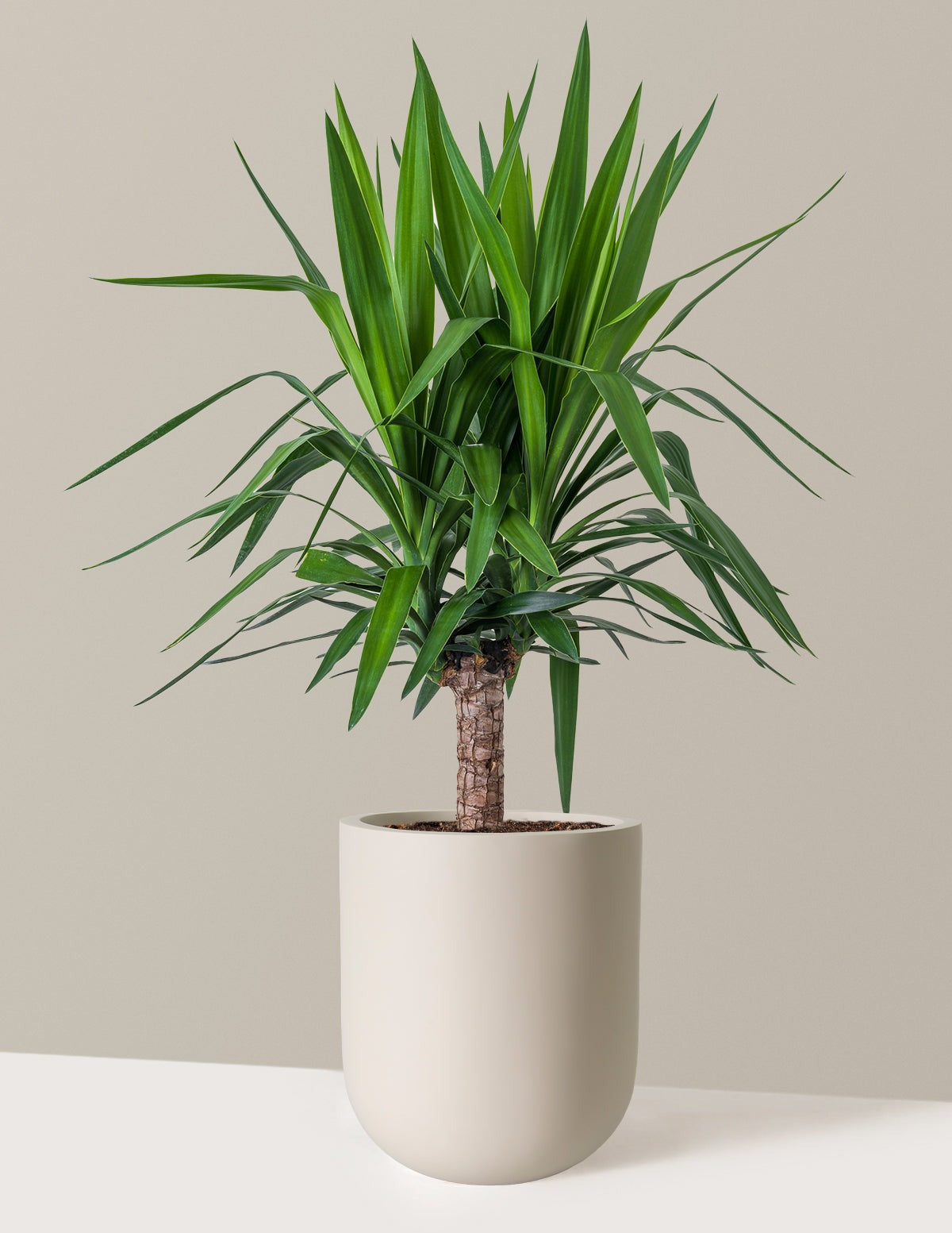 Yucca Plant Single Stem