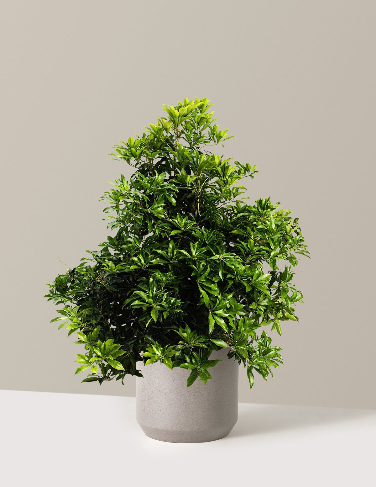 Enchanted Forest® River RunTM Pieris