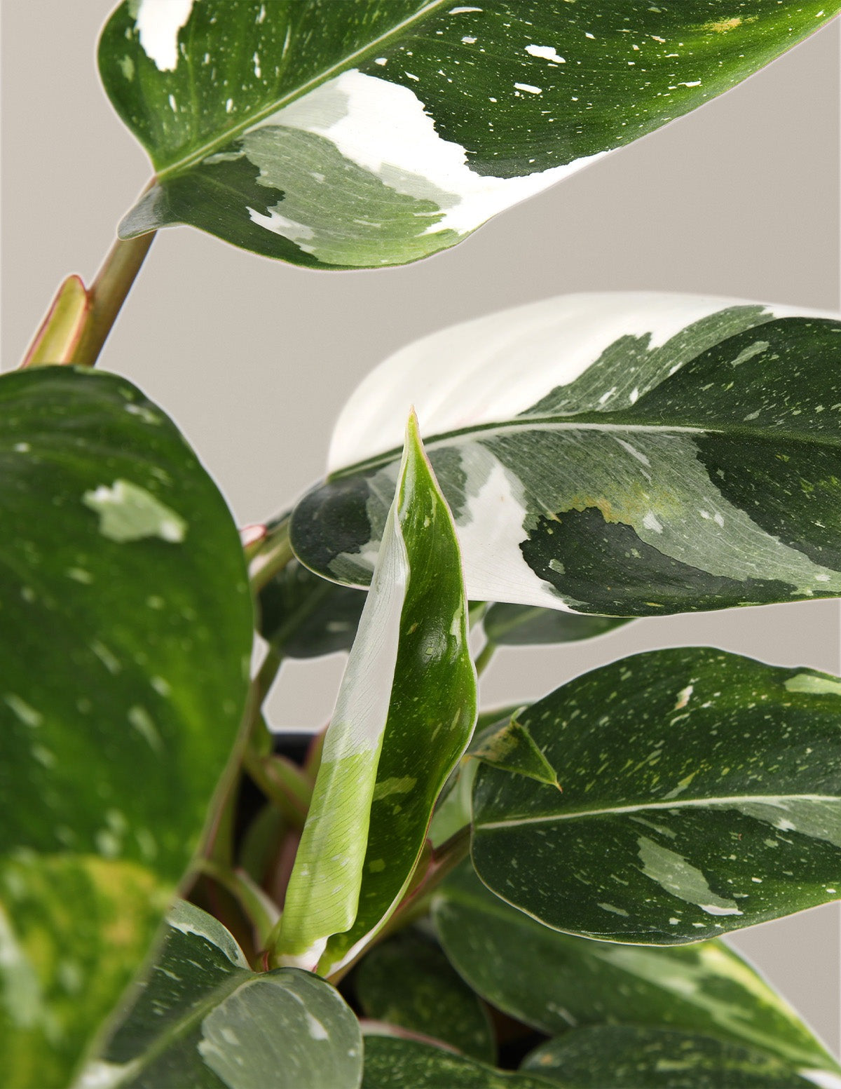 Fancy Philodendron Party Pack