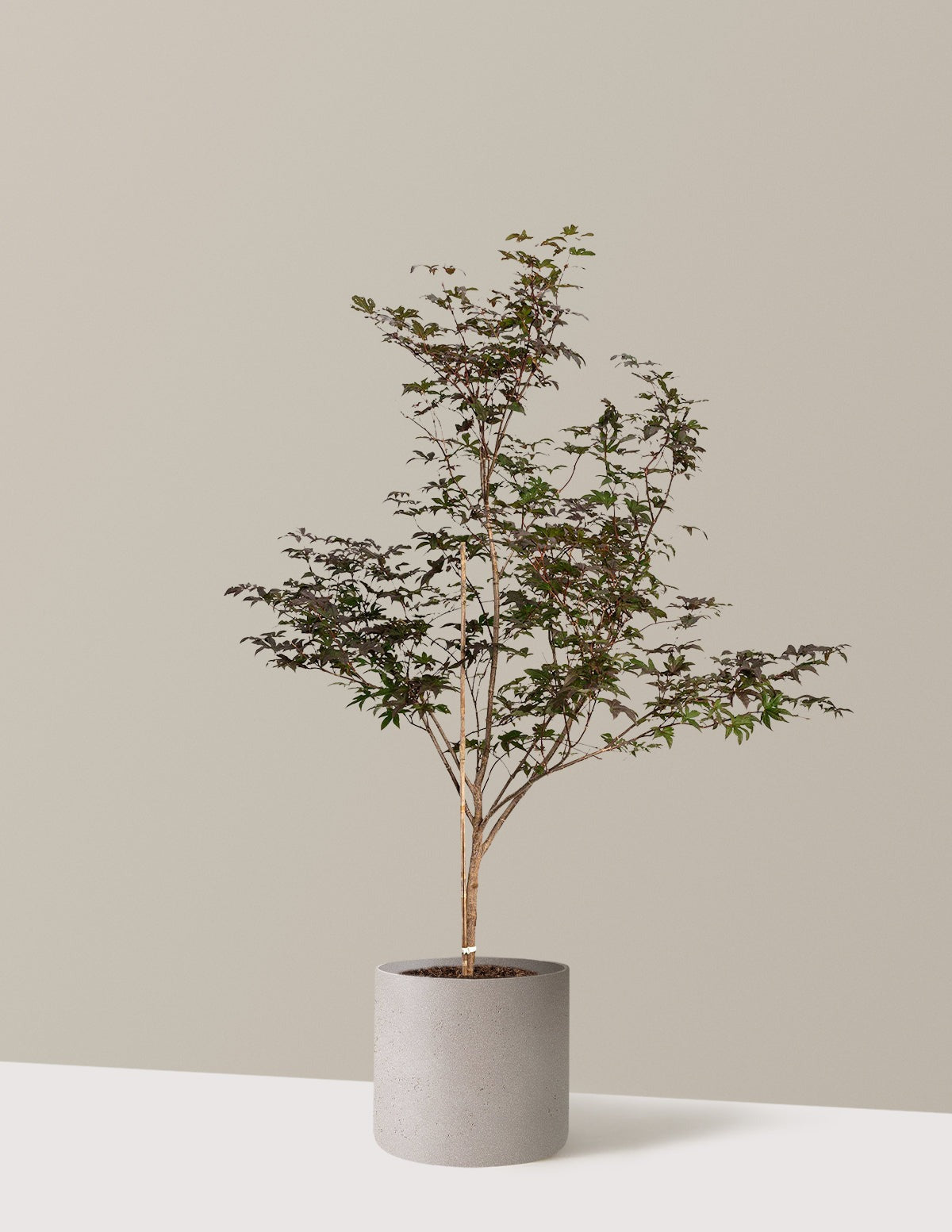 Bloodgood Japanese Maple