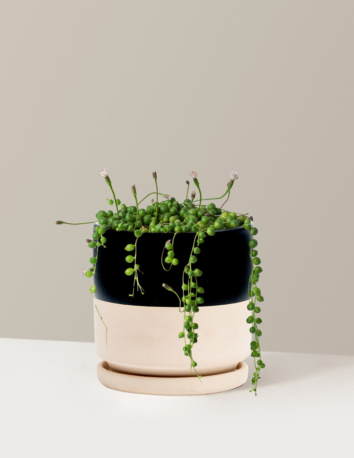 String of Pearls