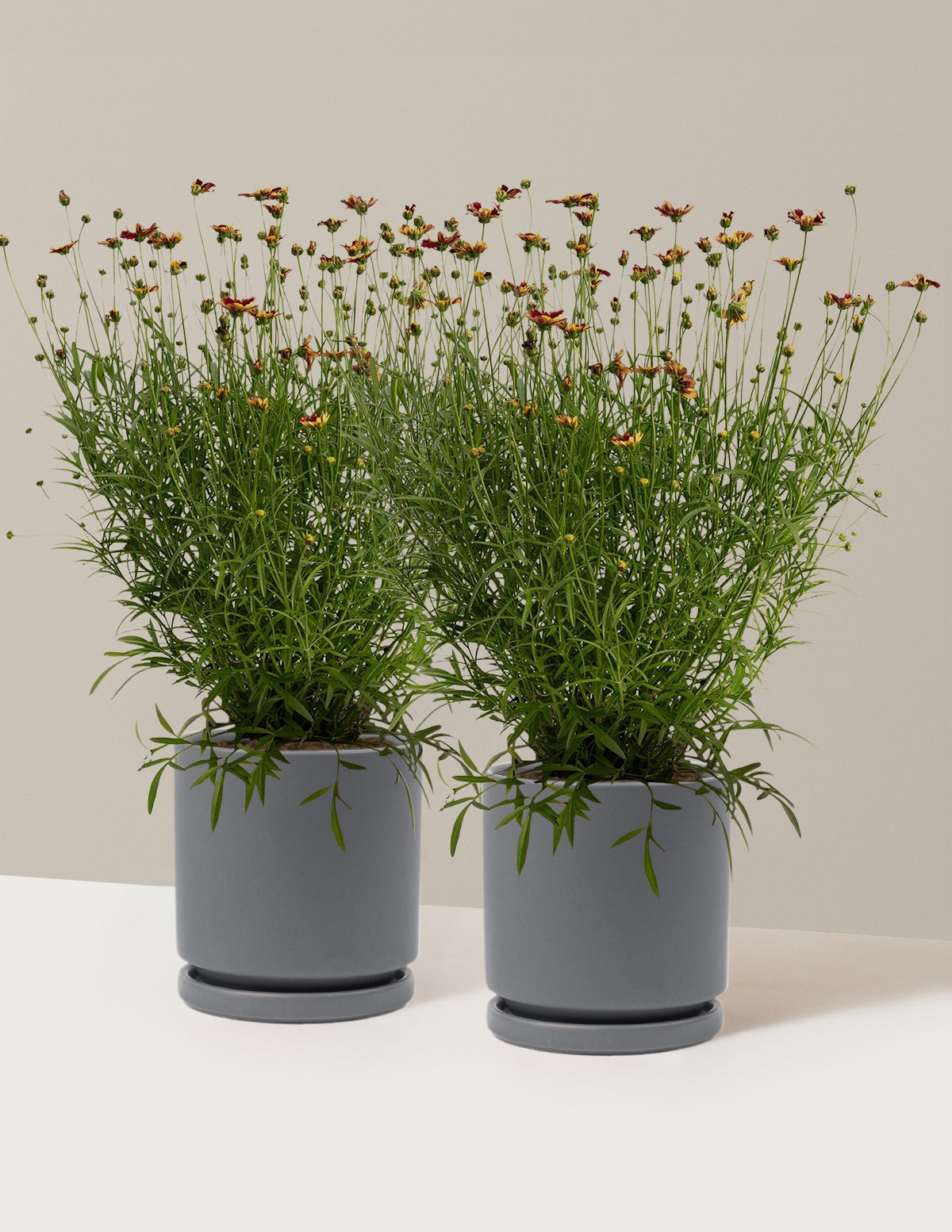 Li'l BangTM Red Elf Coreopsis