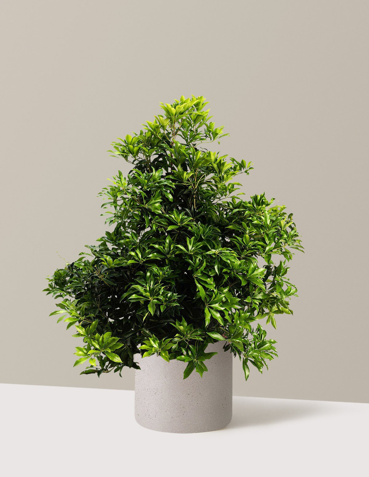 Enchanted Forest® River RunTM Pieris