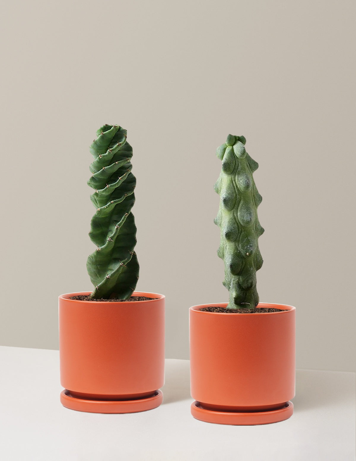 The Rare Cactus Duo