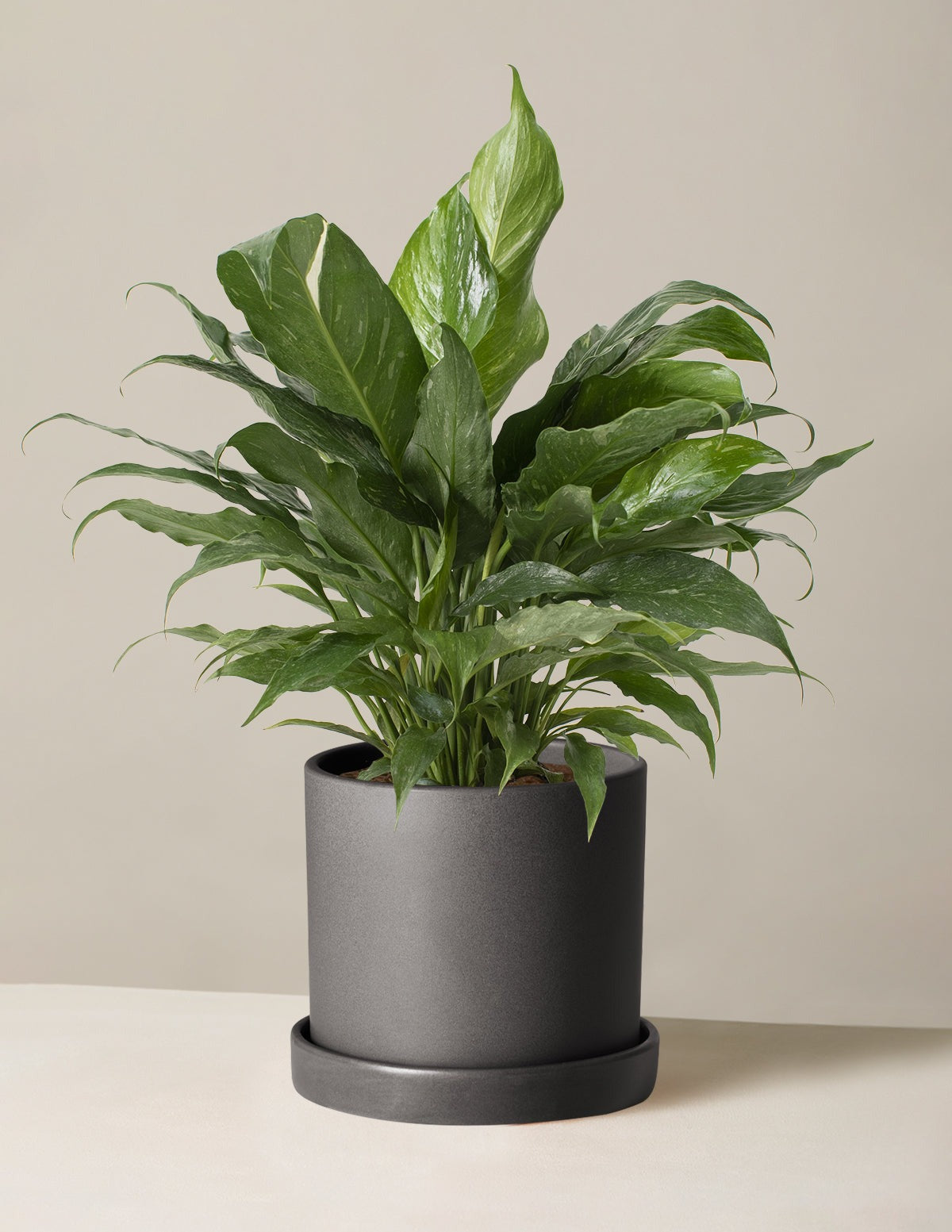 Peace Lily Domino