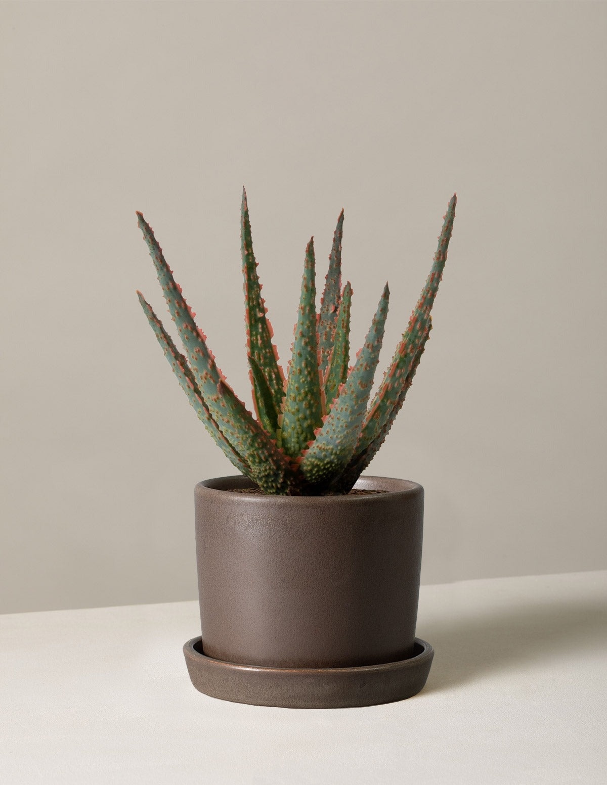 Aloe Christmas Carol