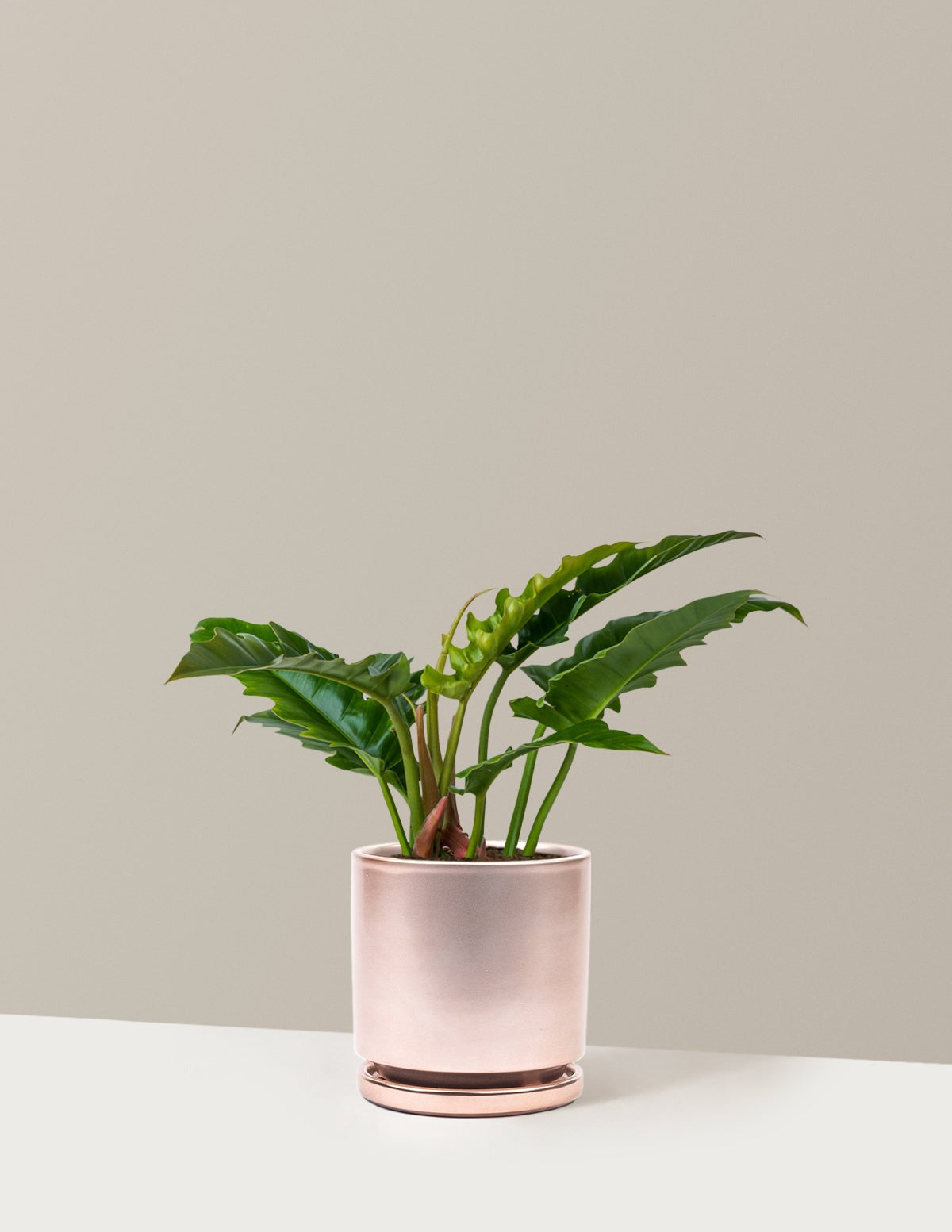 Philodendron Jungle Boogie