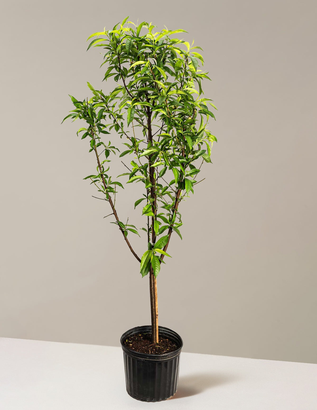 Multi-Fruit Peach Tree