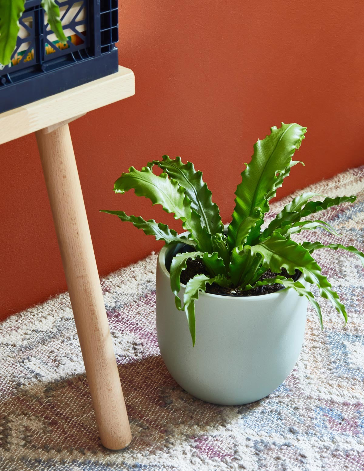 Fern Friends Duo