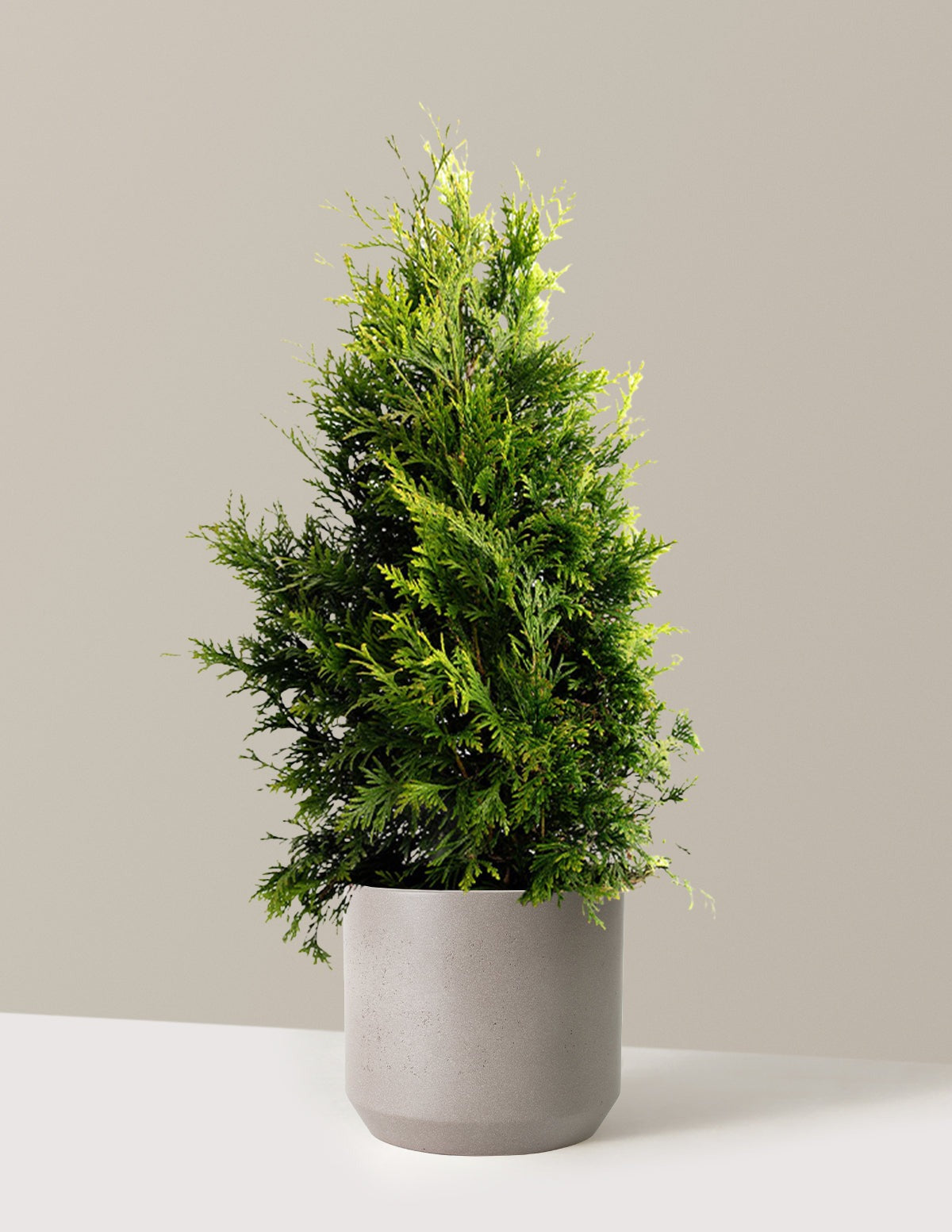 Thuja Green Giant