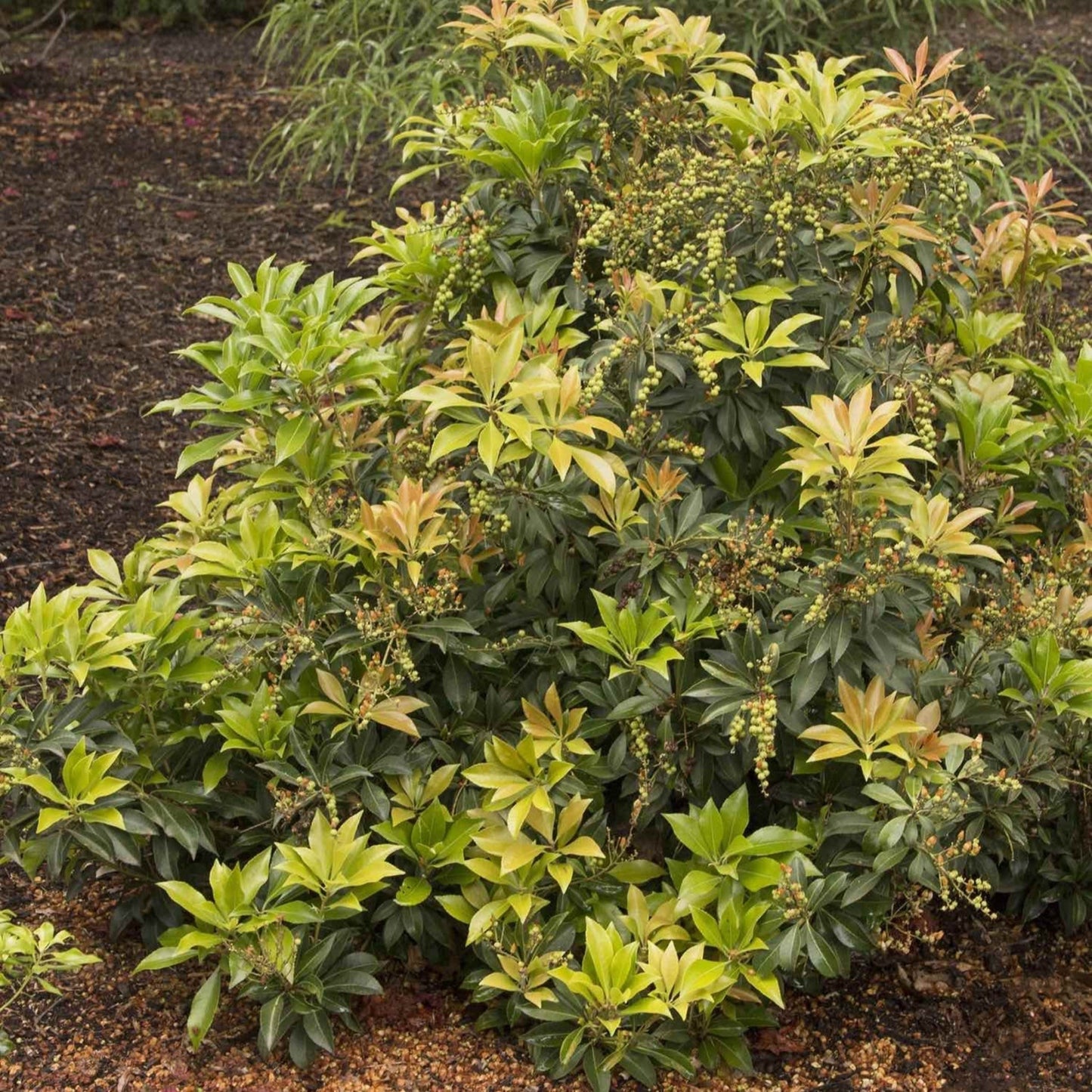 Enchanted Forest® River RunTM Pieris