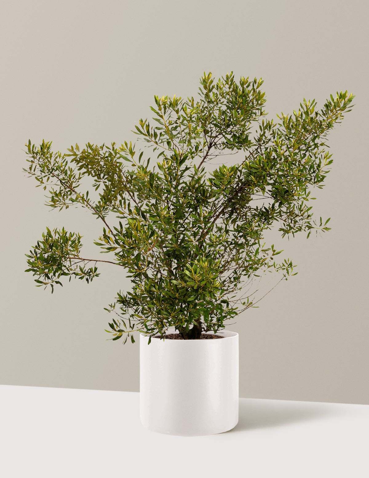 Southern Wax Myrtle
