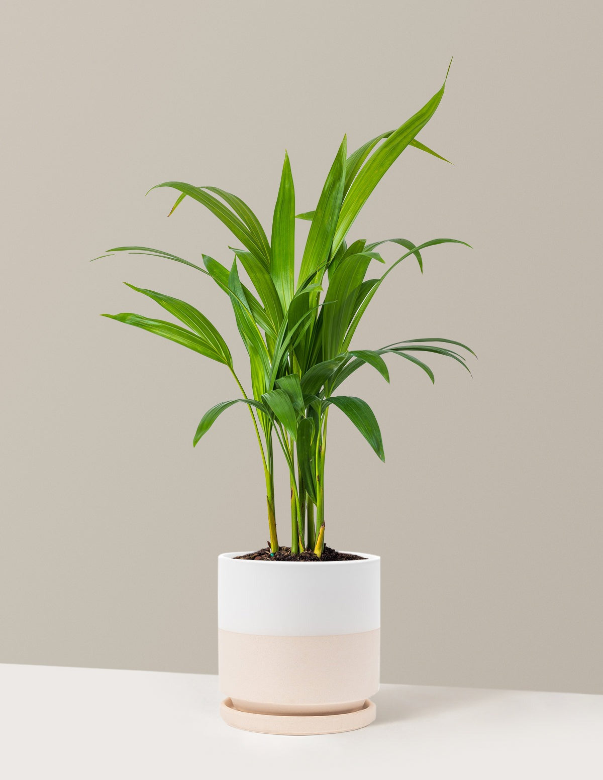 Areca Purifying Palm