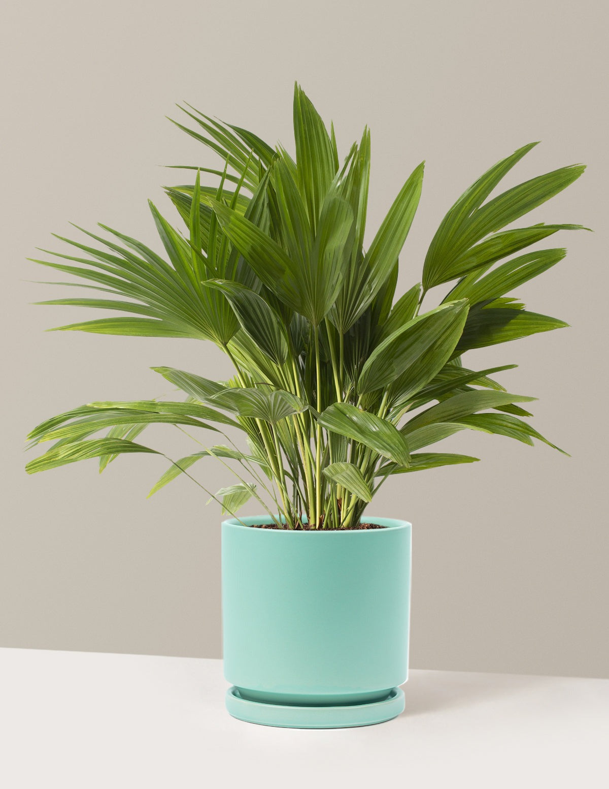 Fan Palm