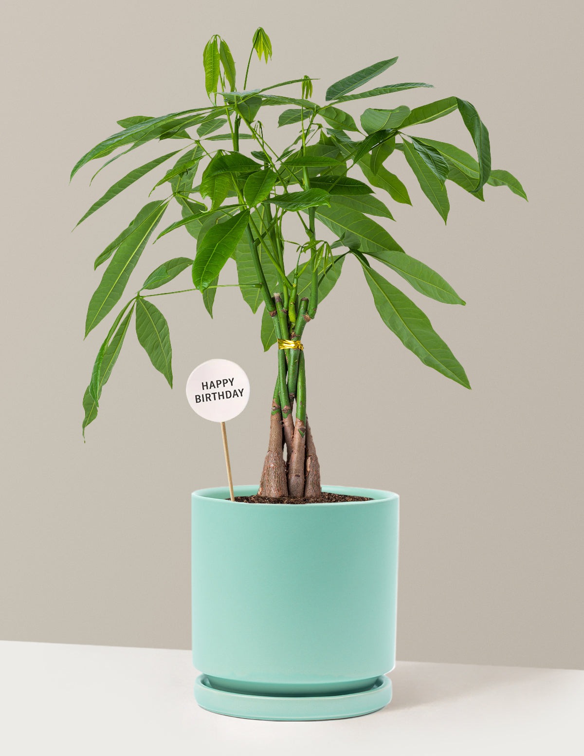 Happy Birthday Money Tree Plant