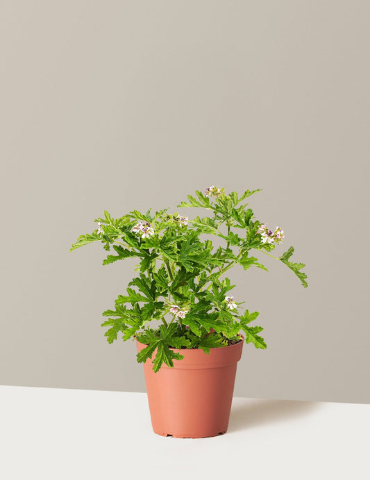 Citronella Bush