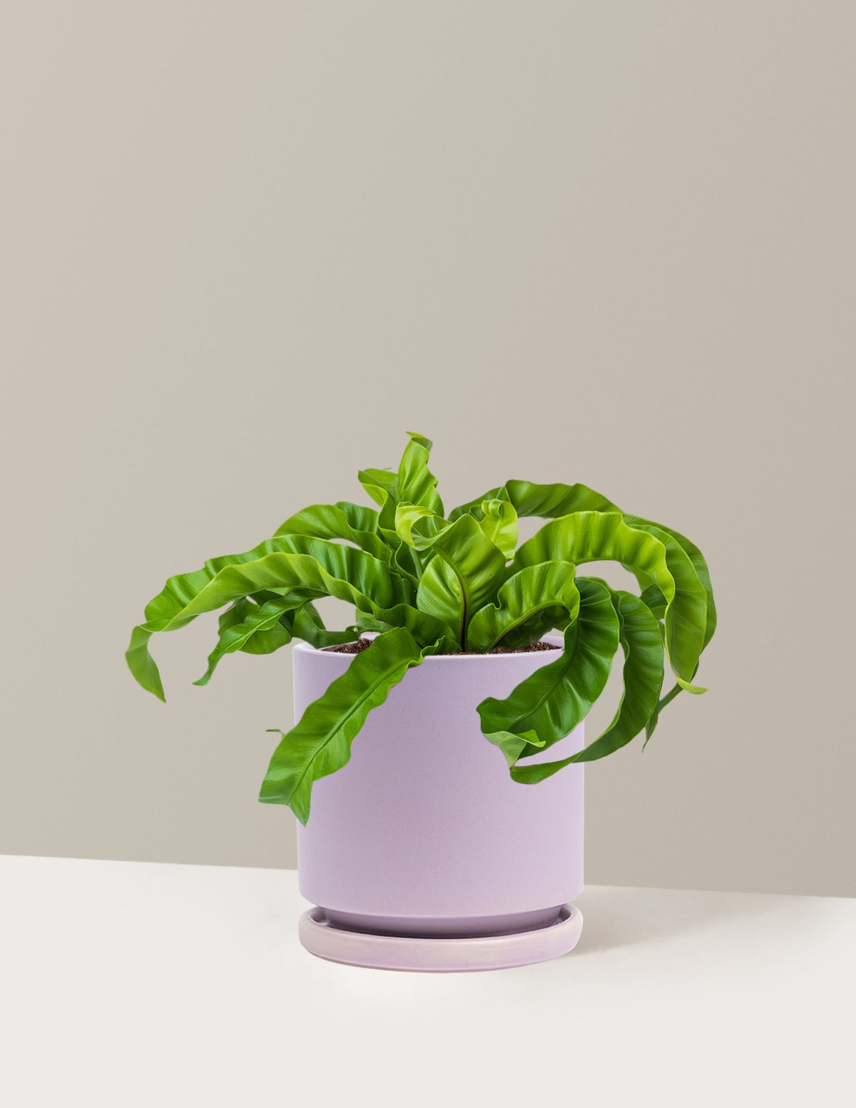 Hurricane Fern
