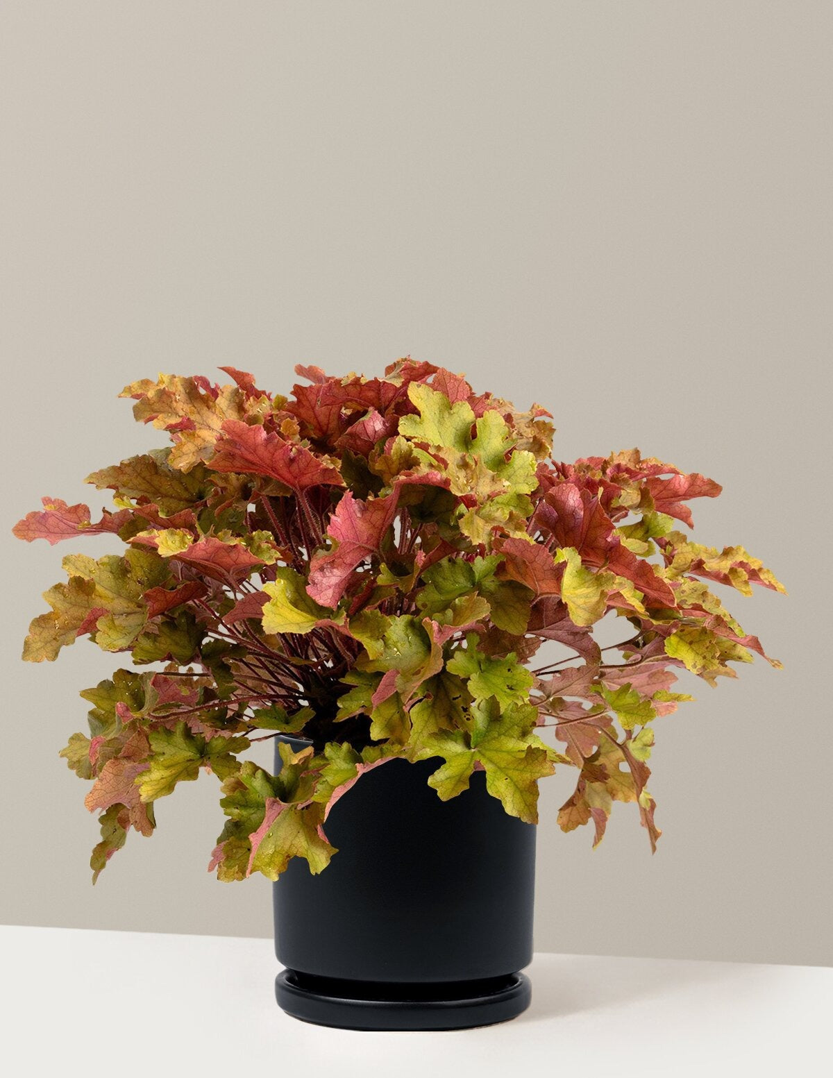 Marmalade Heuchera
