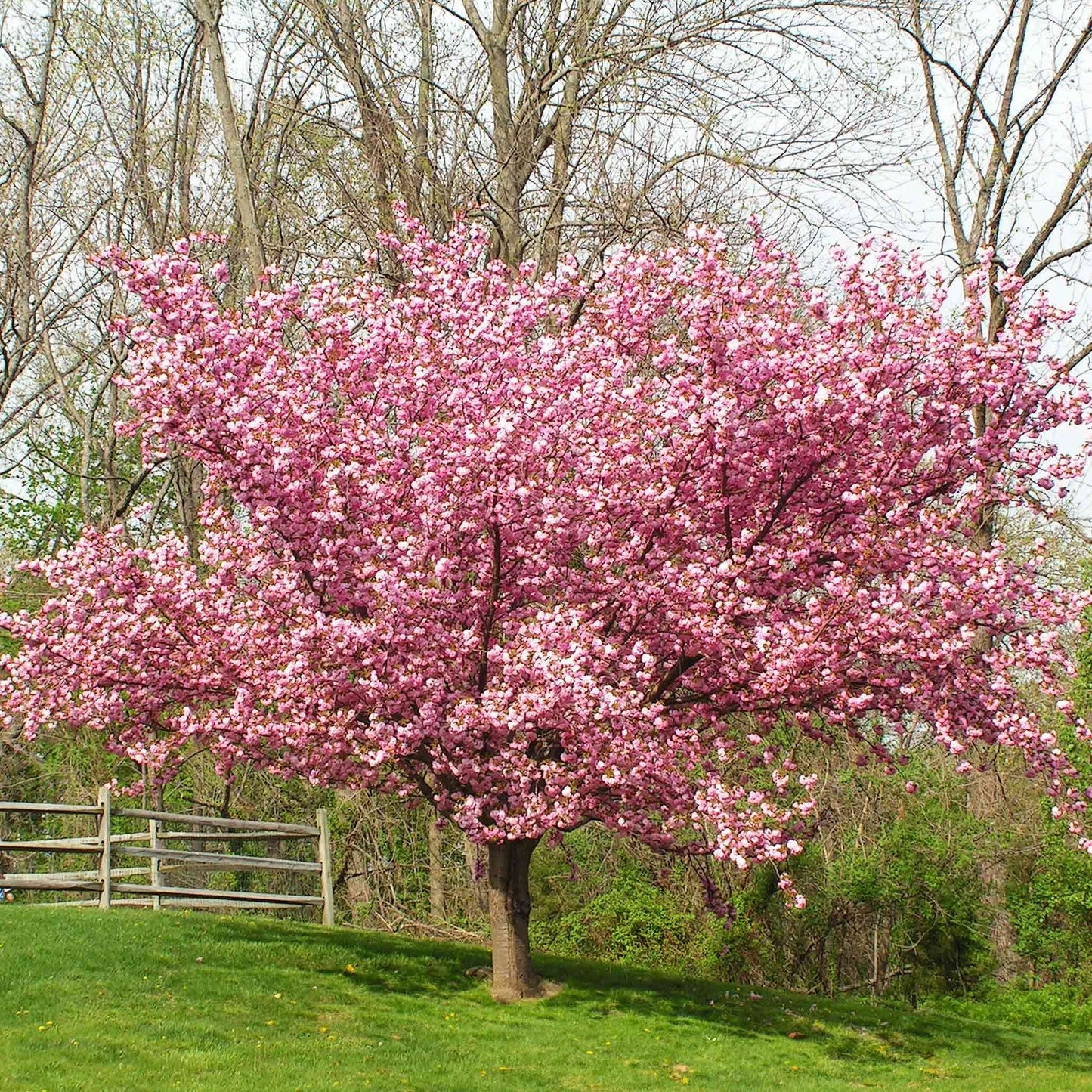 Kwanzan Flowering Cherry Tree