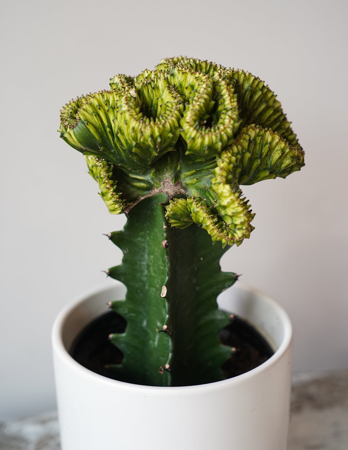 Mermaid Tail Cactus