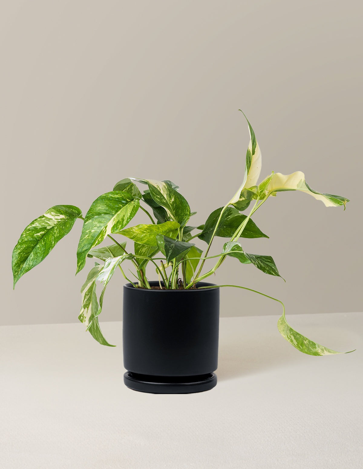 Pothos Albo
