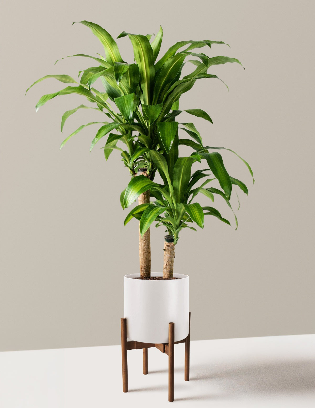 Dracaena Mass Cane