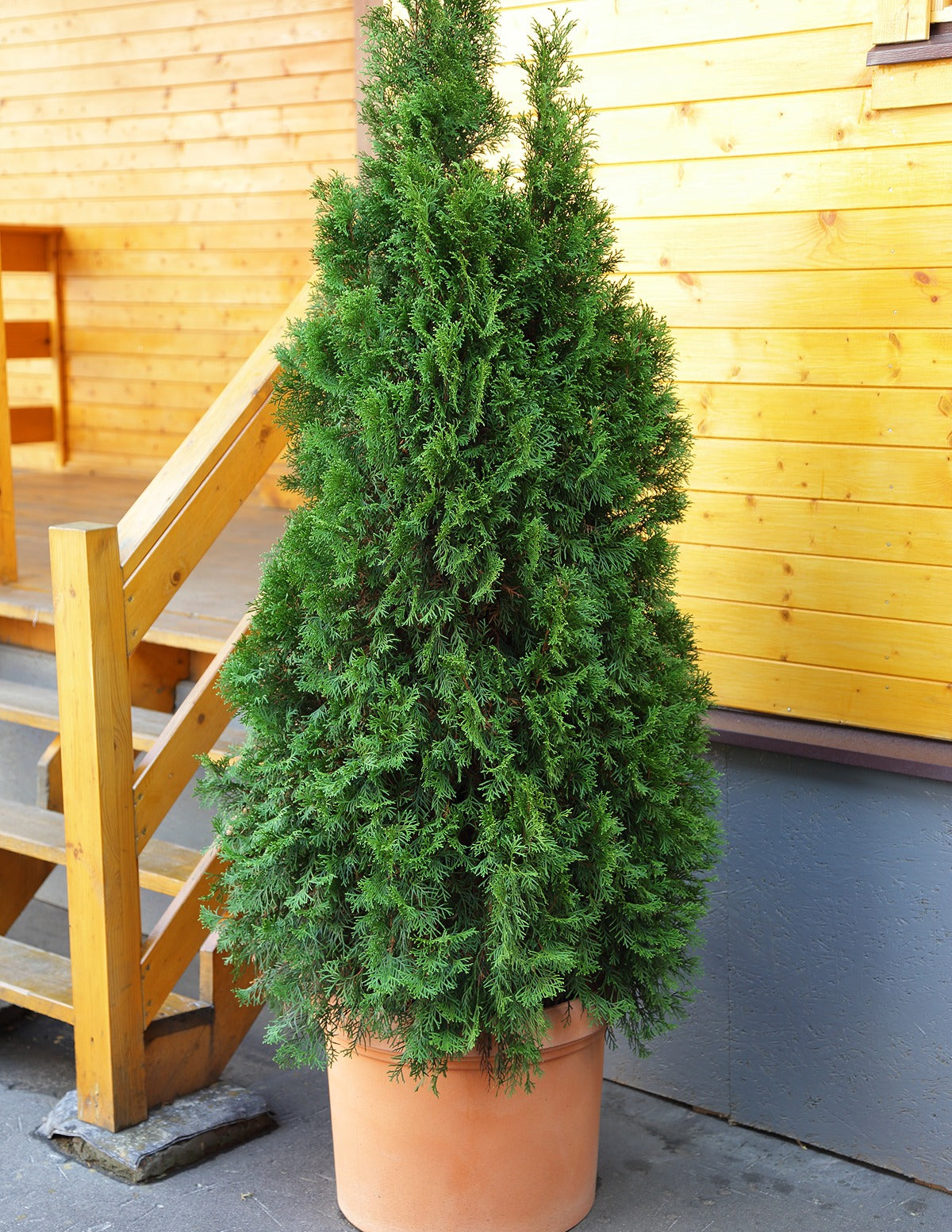 Thuja VirginianTM