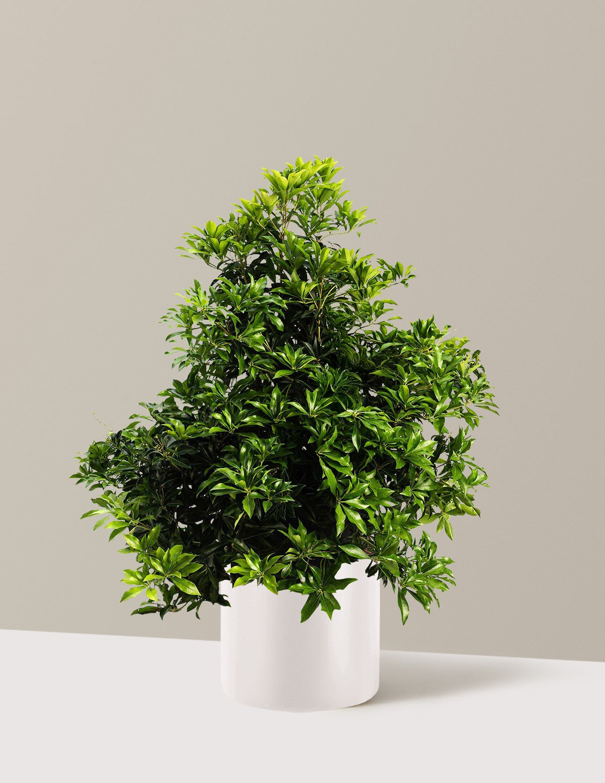 Enchanted Forest® River RunTM Pieris