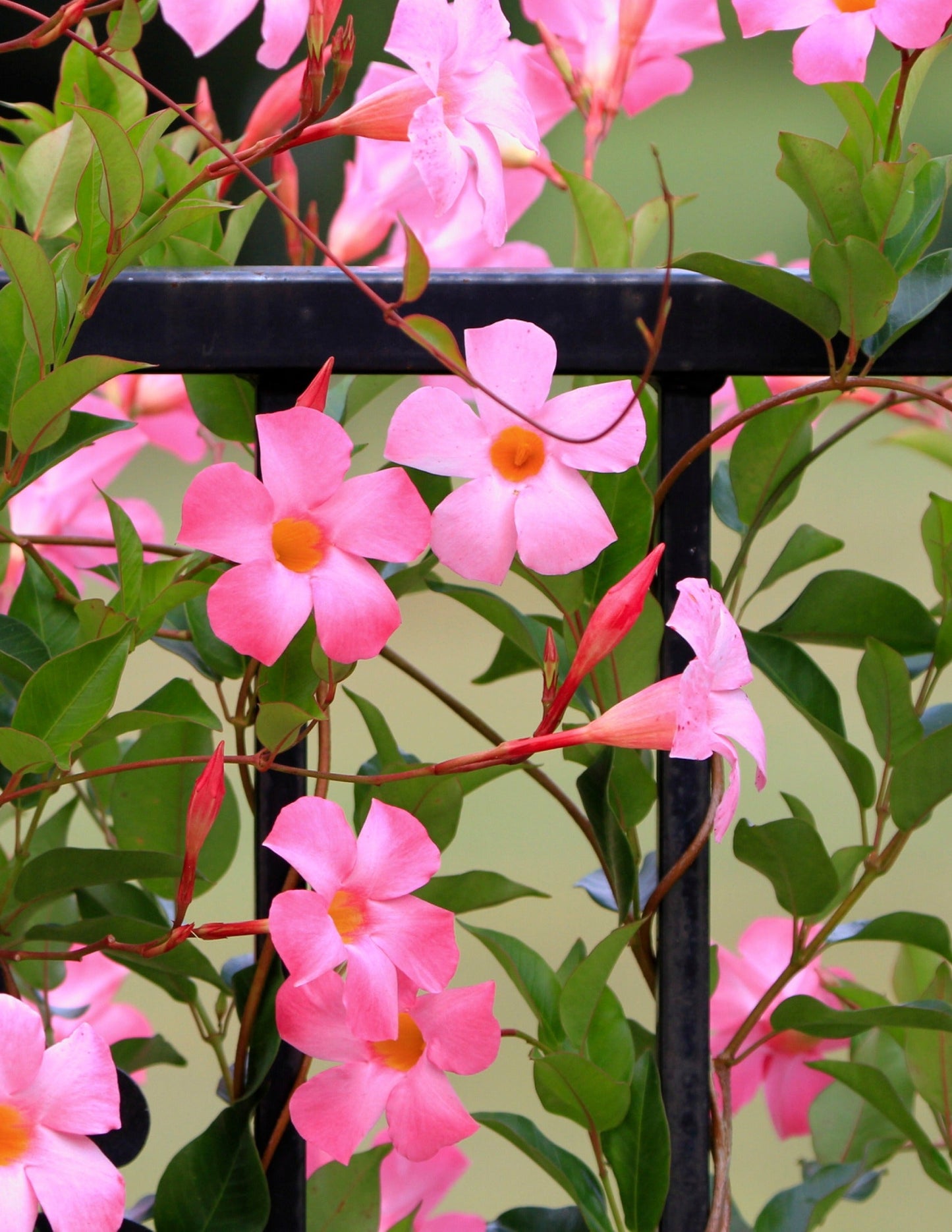 Sun Parasol® Original XP BluephoriaTM Mandevilla