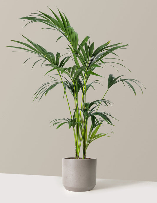 Kentia Palm