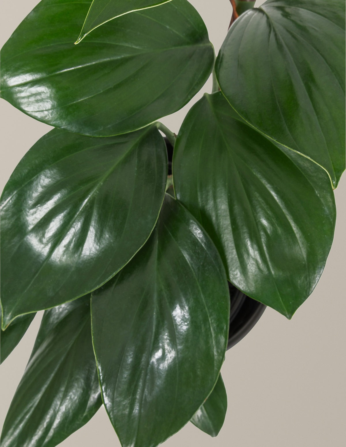 Dragon Tail Plant