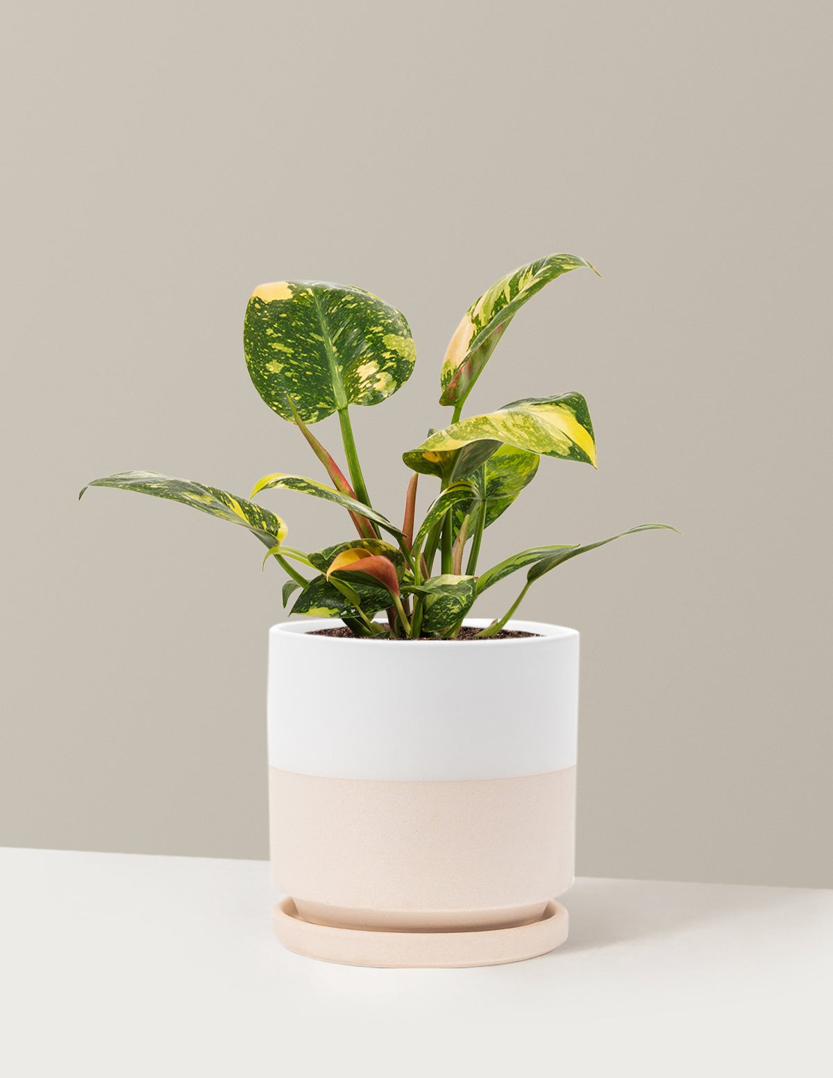 Philodendron Congo Nuclear