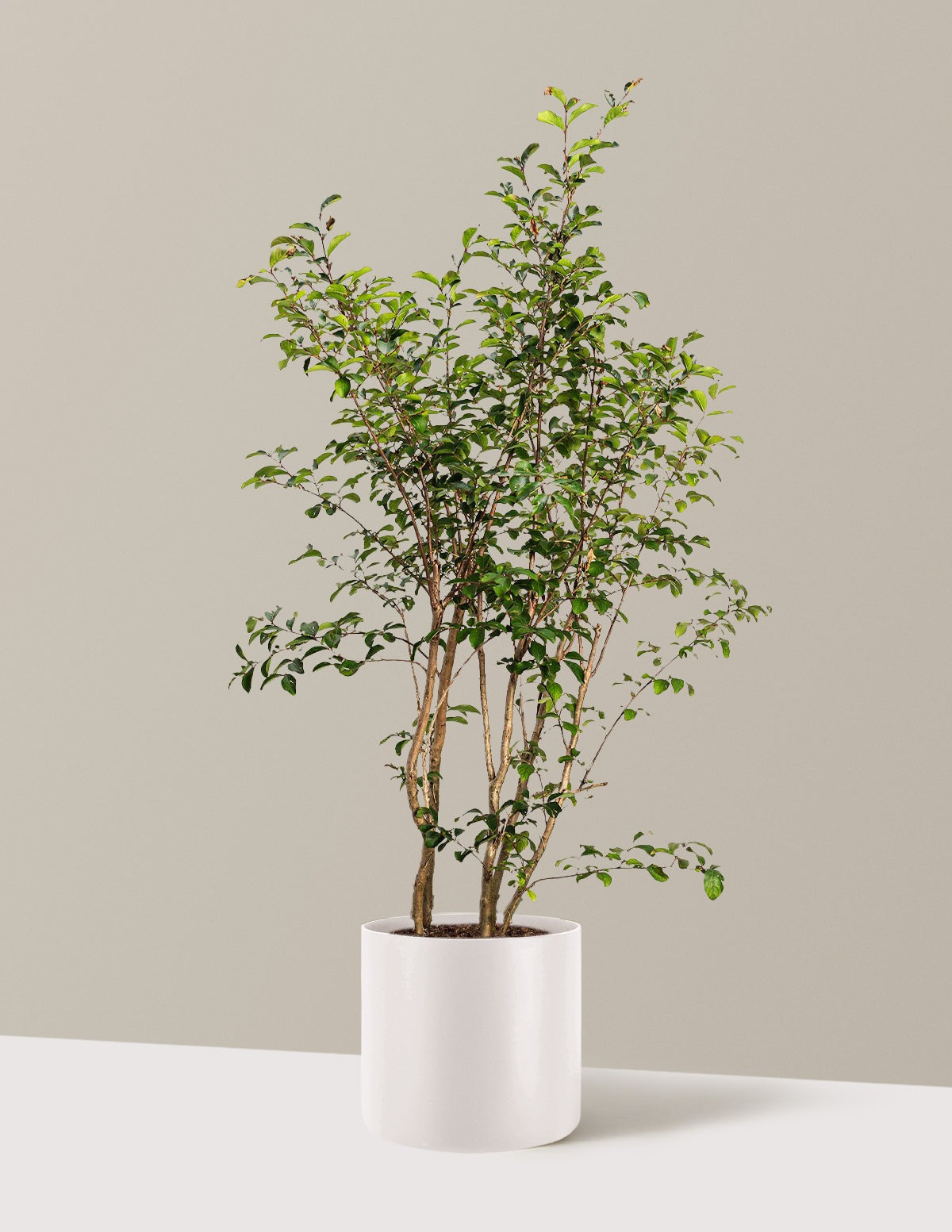 Tuscarora Crapemyrtle