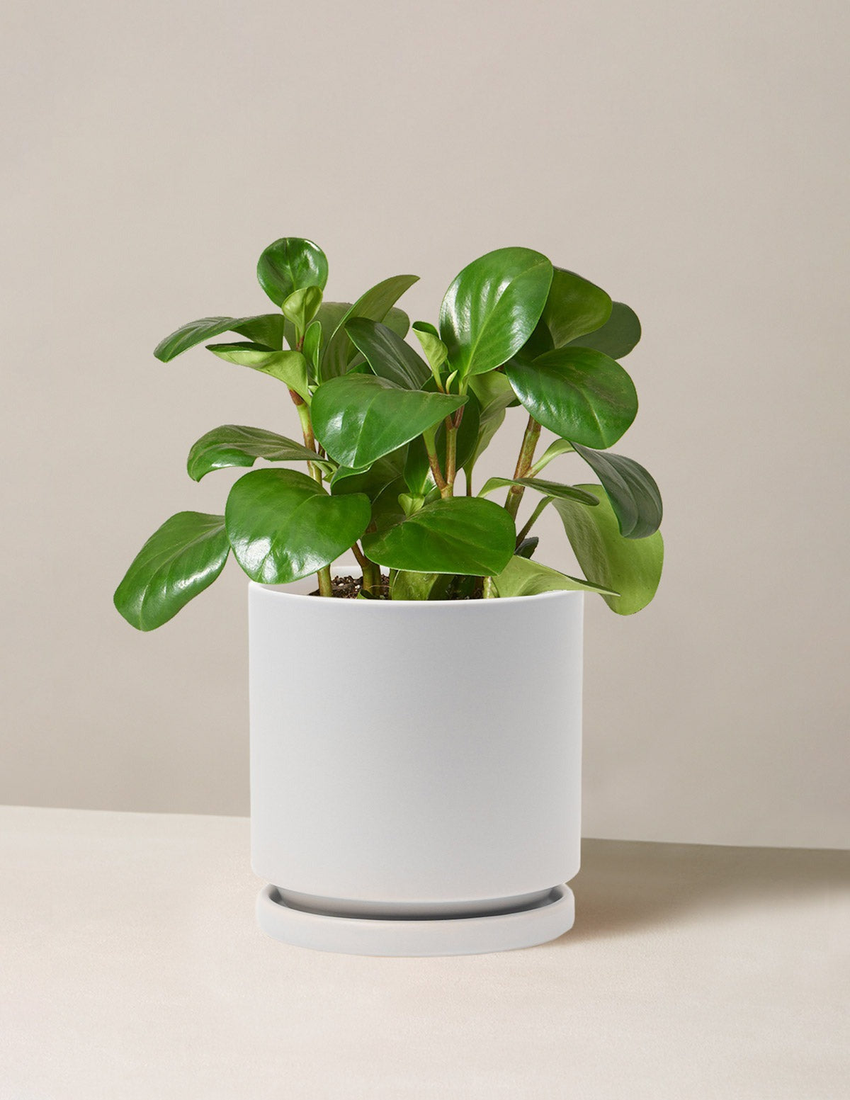 Baby Rubber Plant