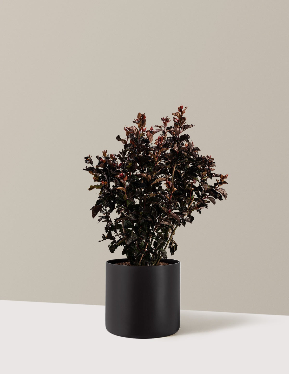 ThunderstruckTM Rumblin' RedTM Crapemyrtle