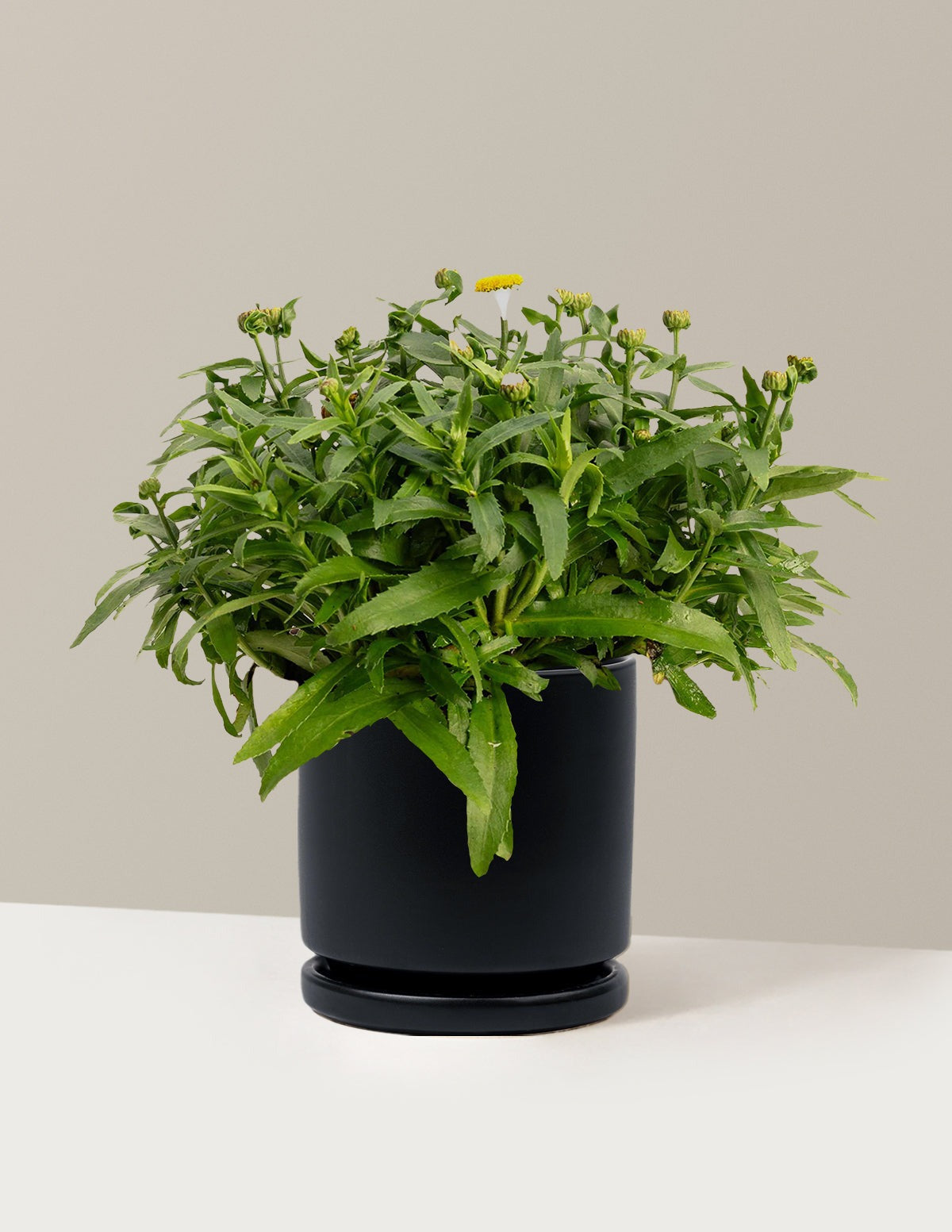 ShortstopTM Shasta Daisy