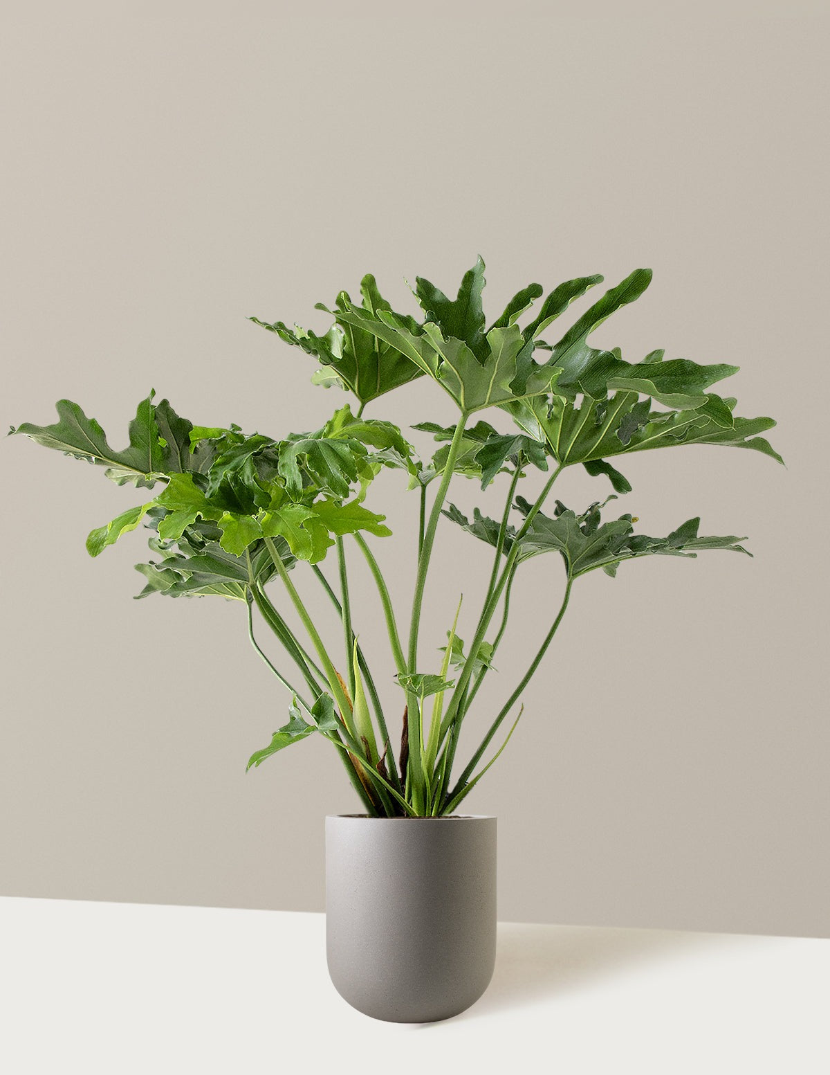 Large Philodendron Selloum Hope