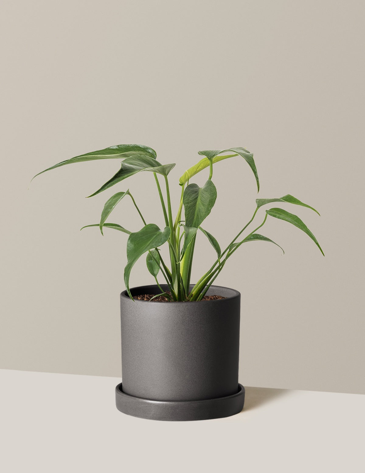 Monstera Burle Marx Flame