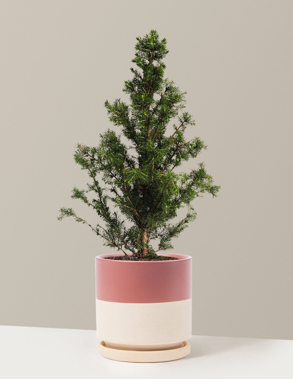 Dwarf Alberta Spruce