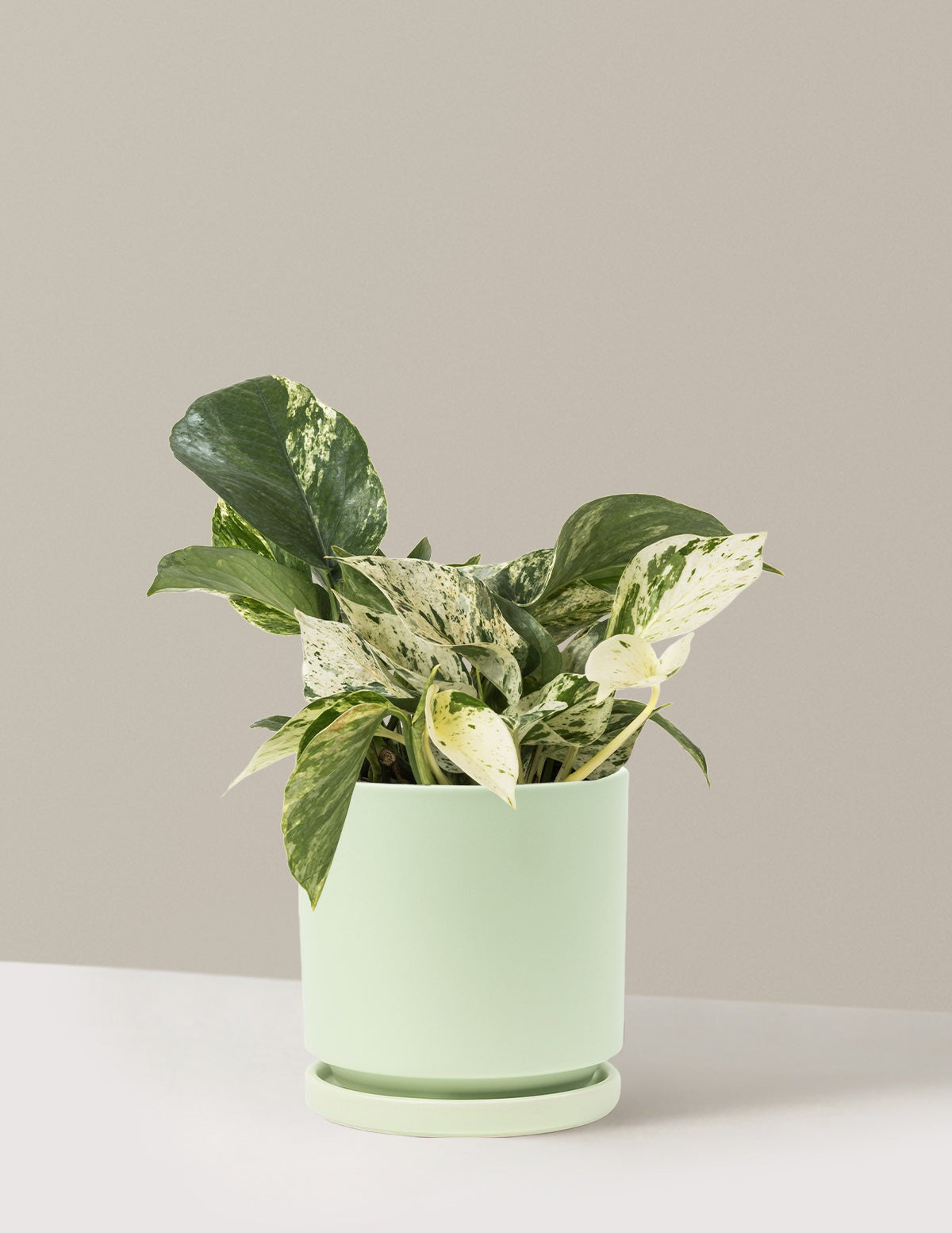 Pothos Marble Queen