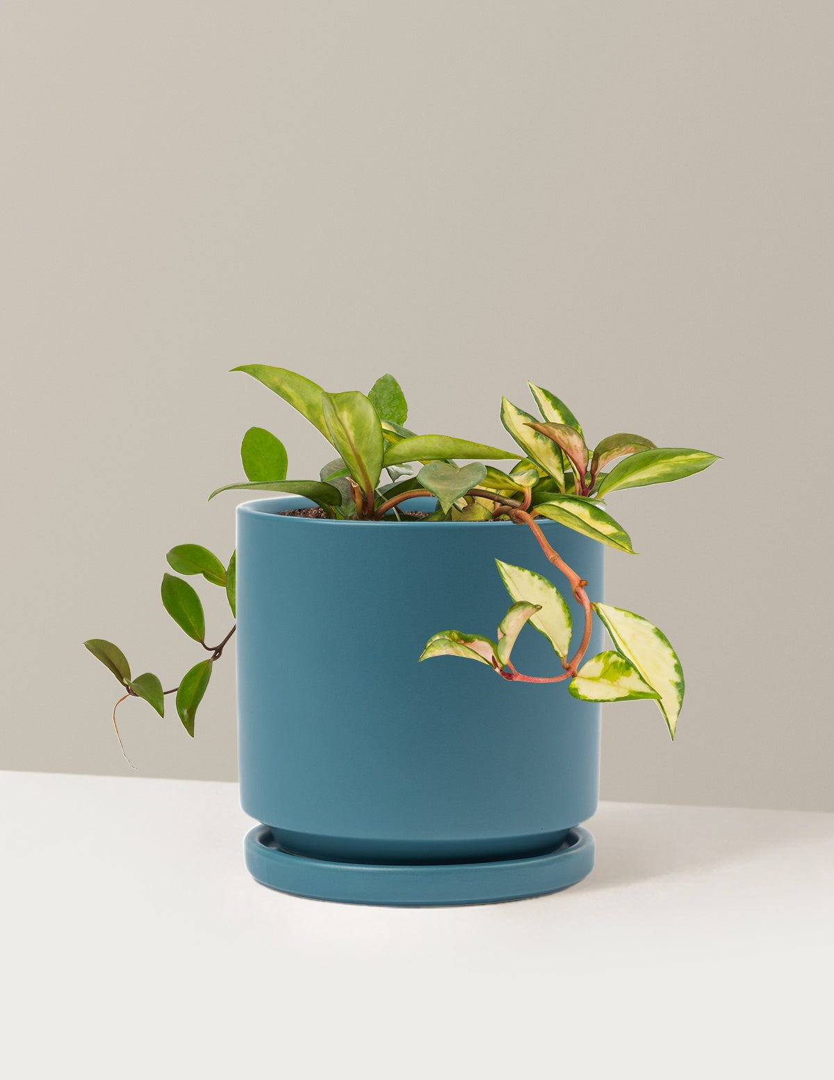 Hoya Carnosa Tricolor