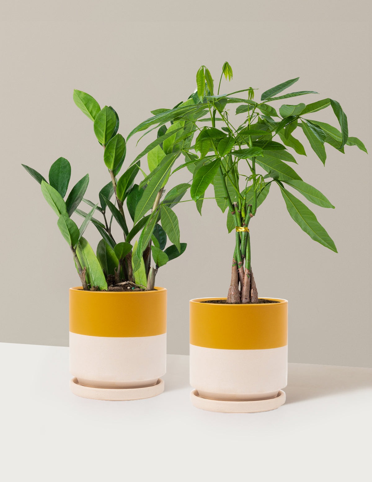 The Easy Care Duo