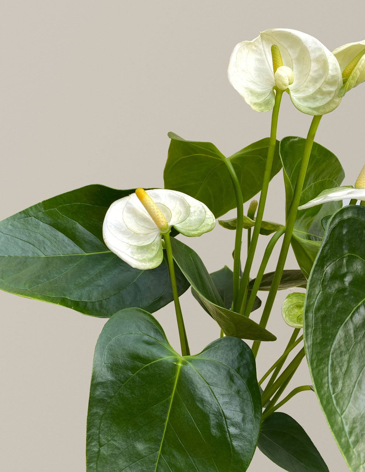 Colorful Anthurium Party Pack